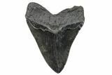 Huge, Fossil Megalodon Tooth - South Carolina #207656-2
